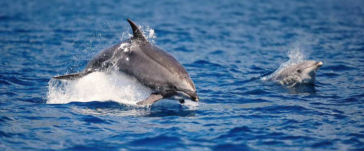 Bottlenose dolphins leaping out of the ocean